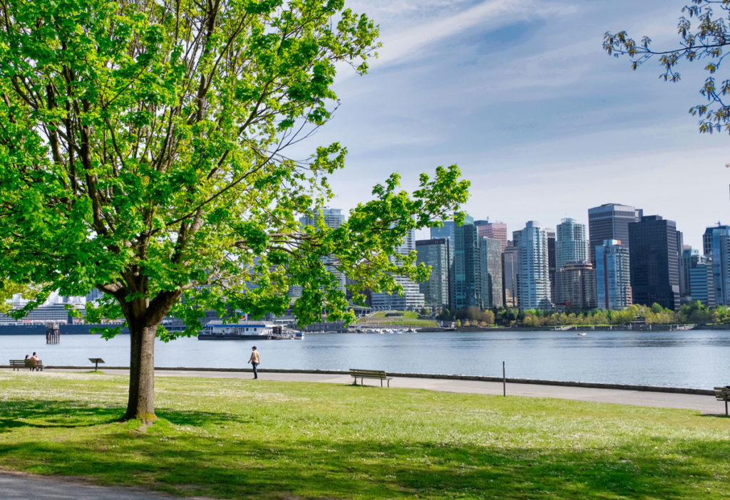 A large tree and a park, with a cityscape behind