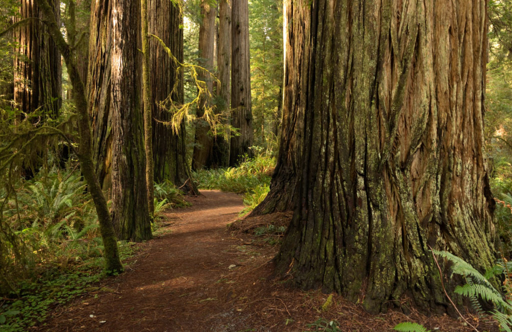 A forest of giant redwood trees