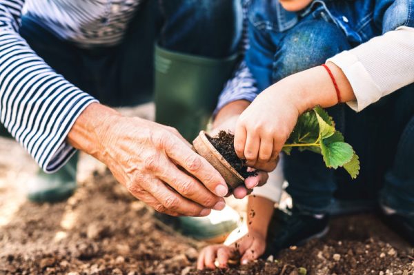 Man and a his granddaughter gardening.